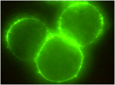 METOXIA celler1